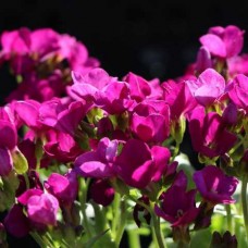 Арабис кавказский Aubris Deep Rose