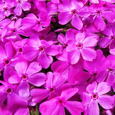 Флокс Drummond Pink Флокс Drummond Pink