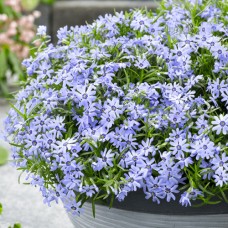 Флокс Fabulous Blue Dark Center Флокс Fabulous Blue Dark Center