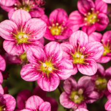 Камнеломка Marto Hot Rose Камнеломка Marto Hot Rose