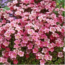 Камнеломка Marto Rose Камнеломка Marto Rose