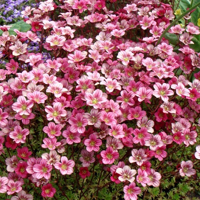 Камнеломка Marto Rose