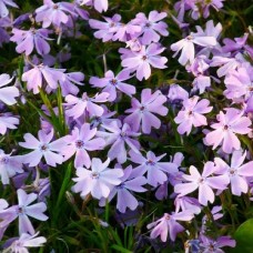 Флокс Purple Beauty