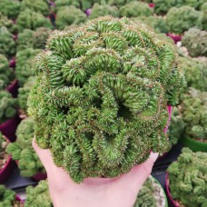 Седум Cristatum Седум Cristatum
