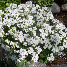 Арабис кавказский Aubris White