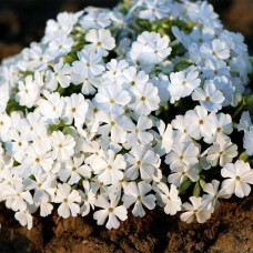 Флокс шиловидный White Delight Флокс шиловидный White Delight