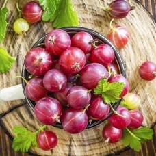 Крыжовник Неслуховский