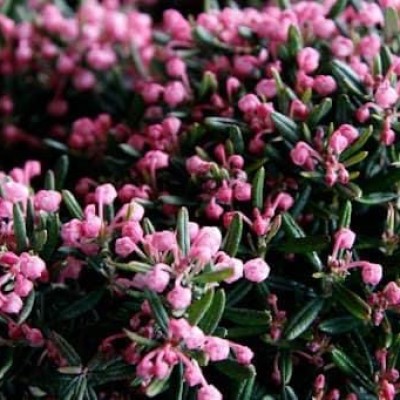 Andromeda polifolia «Blue Ice»