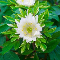 Анемона bracteata pleniflora Анемона bracteata pleniflora