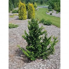 Chamaecyparis pisifera «Teddy Bear» Chamaecyparis pisifera «Teddy Bear»