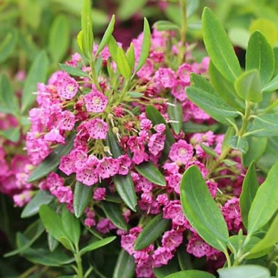 Kalmia «Rubra»