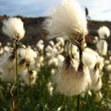 Eriophorum angustifolium