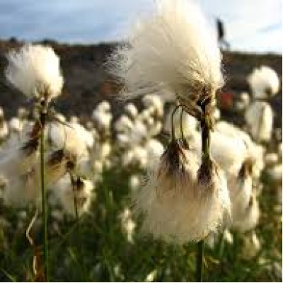 Eriophorum angustifolium