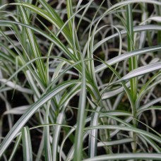 Carex muskingumensis variegata Carex muskingumensis variegata