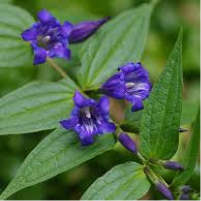 Centiana as clepiadea