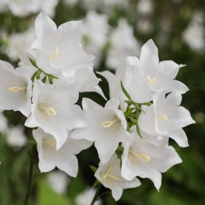 Кампанула джангл уайт