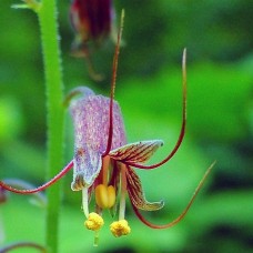 Талмия menziesii Талмия menziesii