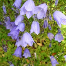 Campanula Baby Blue Campanula Baby Blue