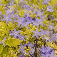 Campanula dickson's gold Campanula dickson's gold