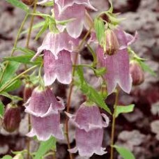 Campanula pantaloons Campanula pantaloons