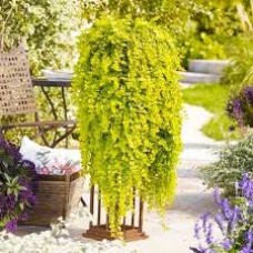 Вербейник lysimachia nummlaria goldilock