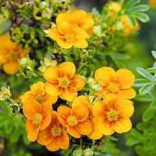 Лапчатка Mango tango Лапчатка Mango tango
