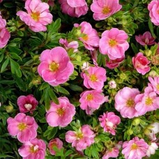 Лапчатка pink paradise Лапчатка pink paradise