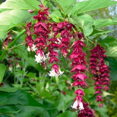 Leycesteria formosa