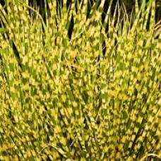 Miscanthus gold bar