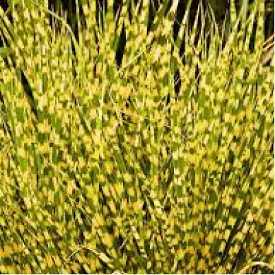 Miscanthus gold bar