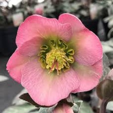 Helleborus dorothy's dawn