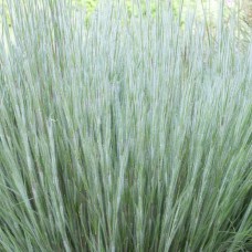 Schizachyrium ha ha tonka