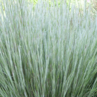 Schizachyrium ha ha tonka