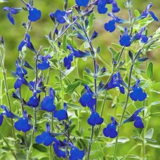 Шалфей blue note Шалфей blue note