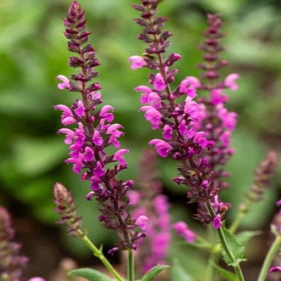 Шавлія pink beauty
