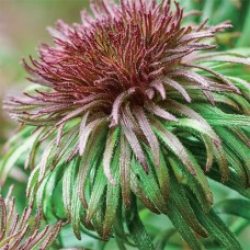Aster ann leys Aster ann leys