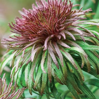 Aster ann leys