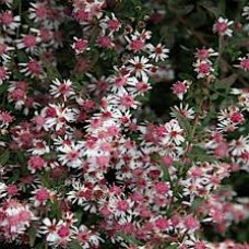 Aster lateriflorus prince Aster lateriflorus prince