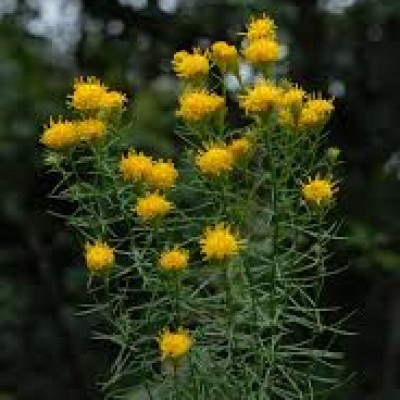 Aster linosyris