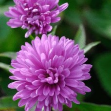 Aster marta bellard Aster marta bellard