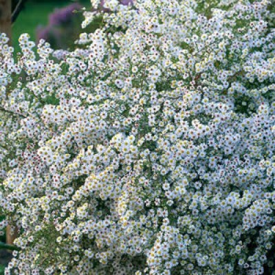 Астра ericoides schnetanne