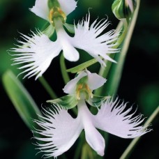 Астра kalimeris yomena variegata Астра kalimeris yomena variegata