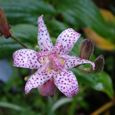Трицертис toad lily Трицертис toad lily