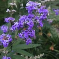 Витекс вариегатный Agnus castus