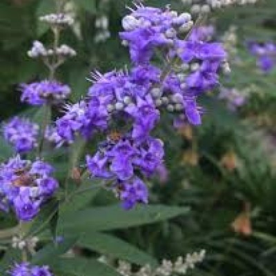 Вітекс варієгатний Agnus castus