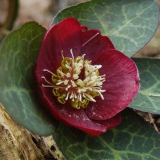 Helleborus frostkiss vibey velvet