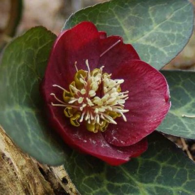 Helleborus frostkiss vibey velvet