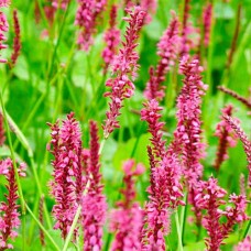 Персикария speciosa Персикария speciosa