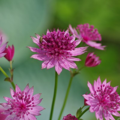 Astrantia roma