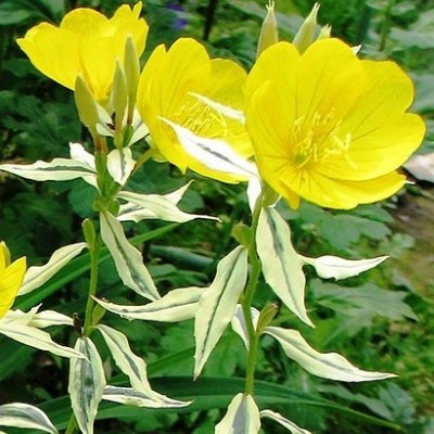 Енотера variegata